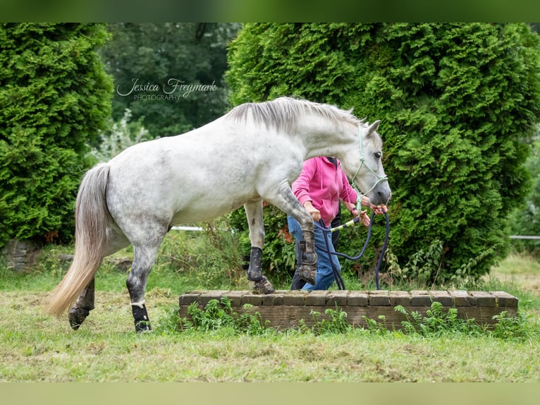 Galés B Mestizo Caballo castrado 12 años 130 cm Tordo rodado in Essen