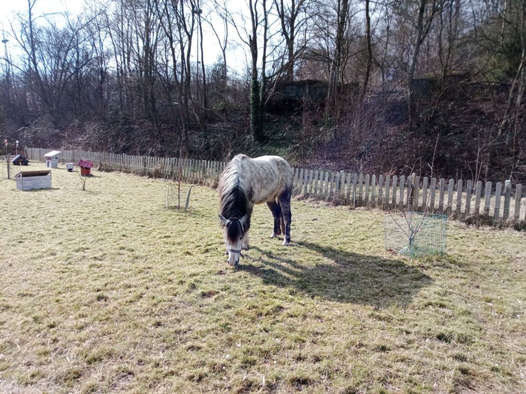 Galés B Mestizo Caballo castrado 12 años 130 cm Tordo rodado in Essen