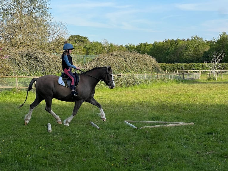 Galés B Caballo castrado 12 años 132 cm Castaño-ruano in Ipswich