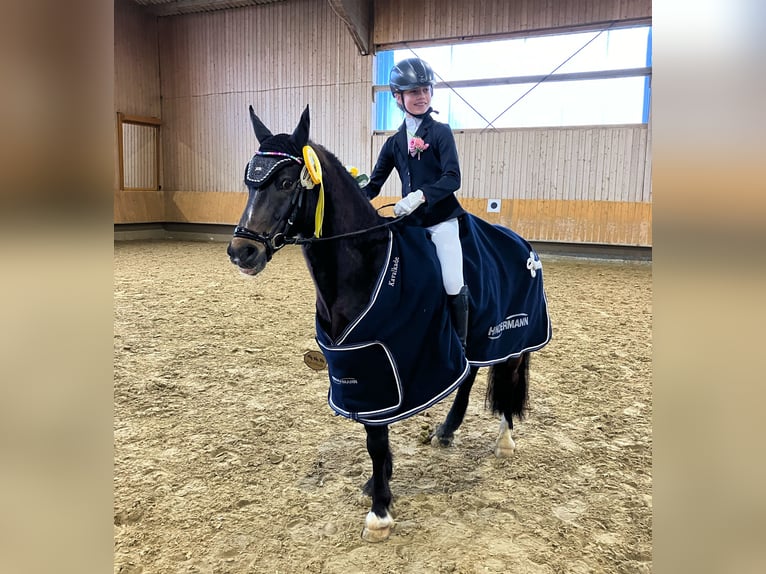 Galés B Caballo castrado 12 años 135 cm Morcillo in Paderborn