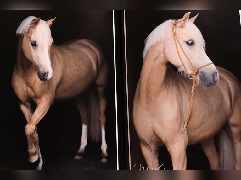 Galés B Caballo castrado 12 años 135 cm Palomino in Niederstotzingen