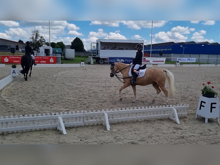 Galés B Caballo castrado 12 años 135 cm Palomino in Niederstotzingen