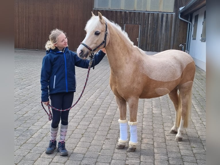 Galés B Caballo castrado 12 años 135 cm Palomino in Niederstotzingen