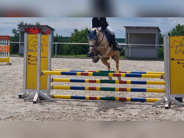 Galés B Caballo castrado 12 años 135 cm Palomino in Niederstotzingen