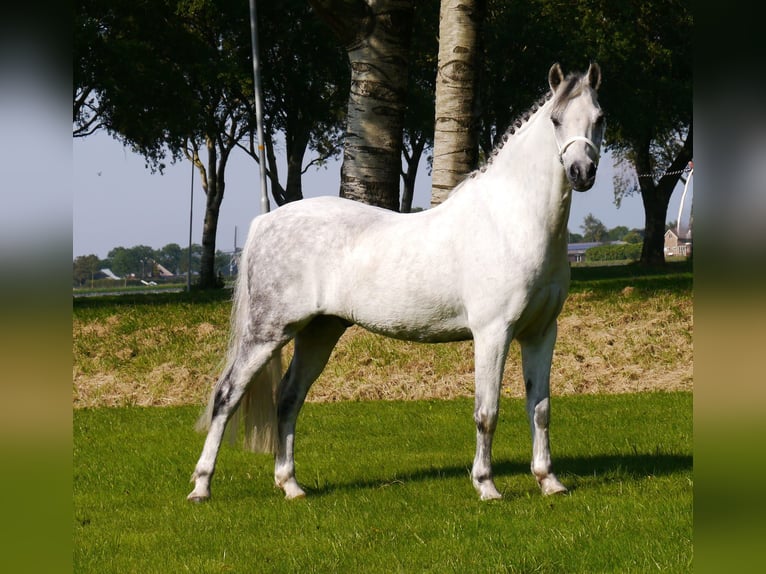 Galés B Caballo castrado 12 años 136 cm Tordo in Lutjewinkel