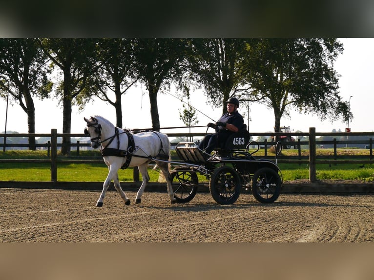 Galés B Caballo castrado 12 años 136 cm Tordo in Lutjewinkel