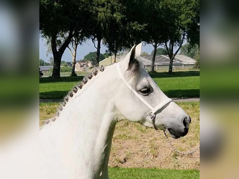 Galés B Caballo castrado 12 años 136 cm Tordo in Lutjewinkel