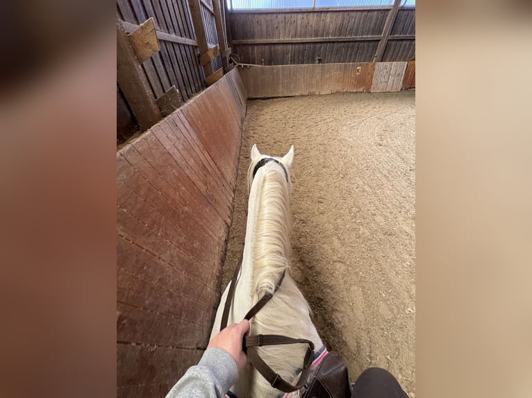 Galés B Caballo castrado 12 años 140 cm Tordo in Hohenm&#xF6;lsen