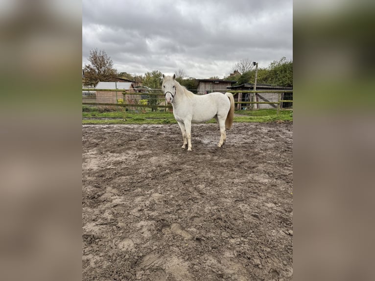 Galés B Caballo castrado 12 años 140 cm Tordo in Hohenm&#xF6;lsen