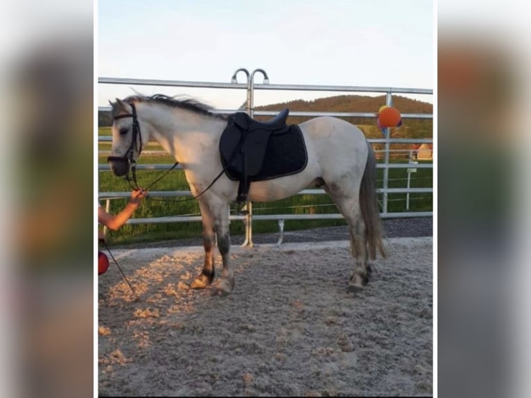 Galés B Mestizo Caballo castrado 13 años 123 cm Tordo in Bad Hall