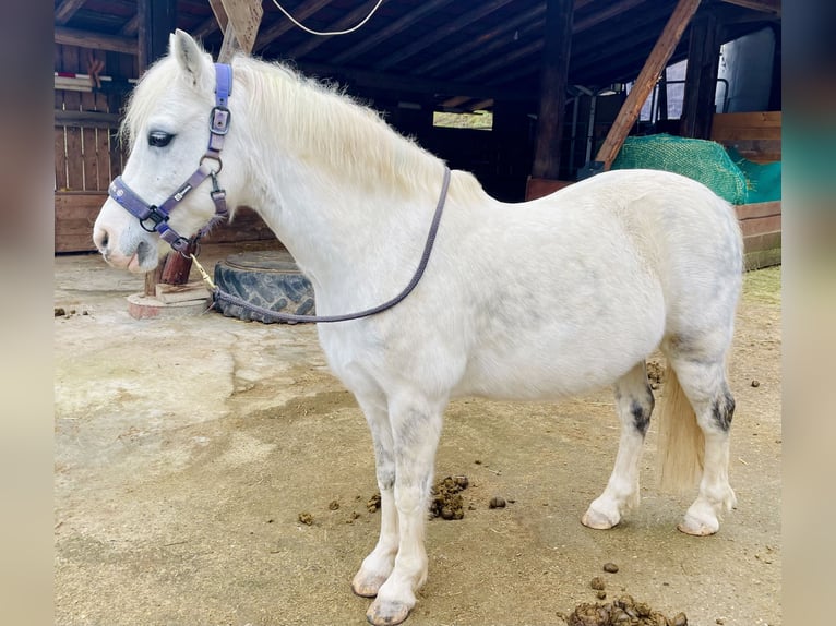 Galés B Mestizo Caballo castrado 13 años 130 cm Tordo rodado in Schopfheim
