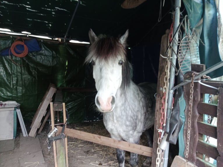 Galés B Mestizo Caballo castrado 13 años 130 cm Tordo rodado in Essen, Ruhr