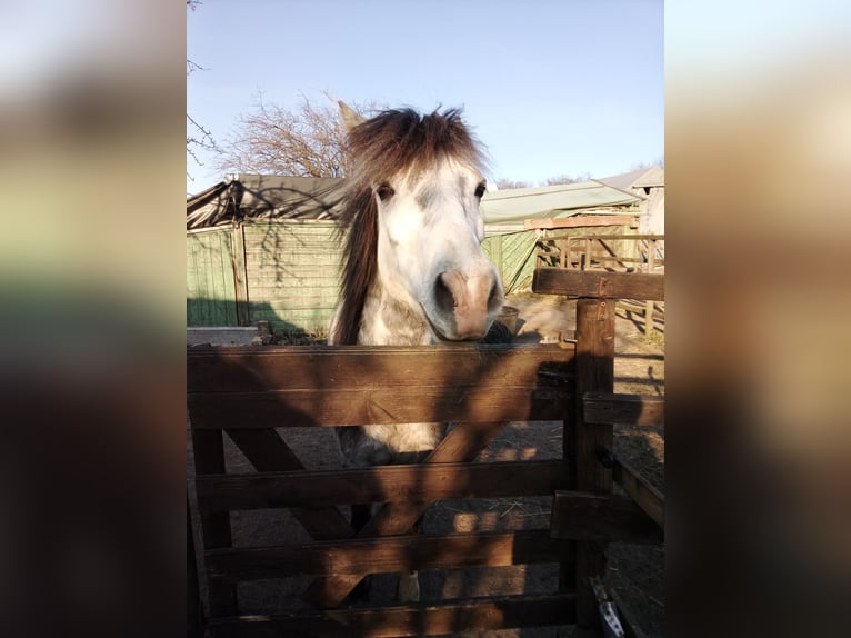 Galés B Mestizo Caballo castrado 13 años 130 cm Tordo rodado in Essen, Ruhr