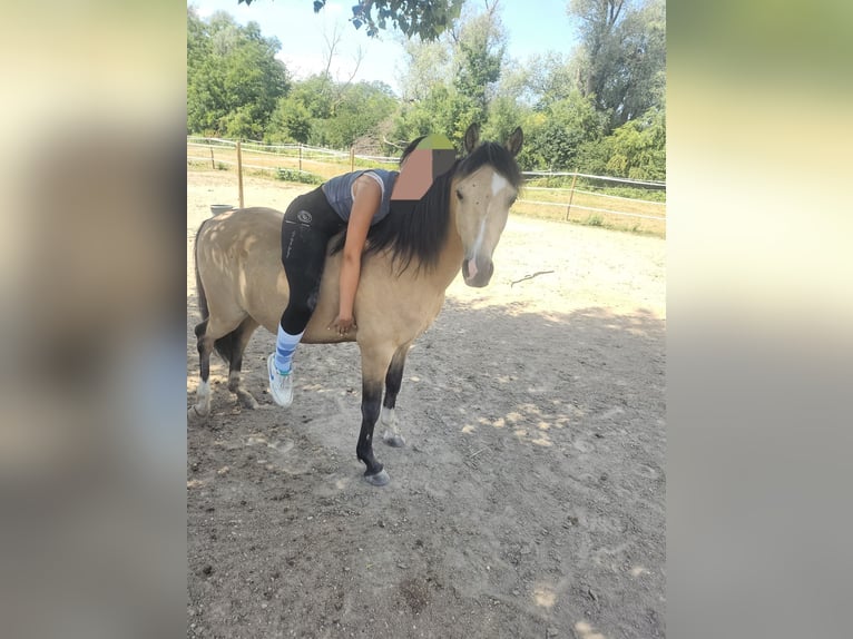 Galés B Caballo castrado 13 años 135 cm Bayo in Otterstadt