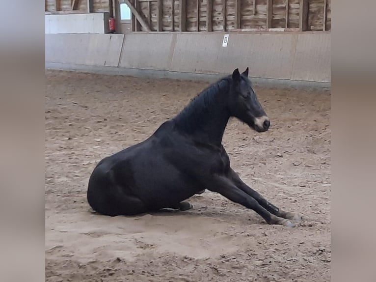 Galés B Caballo castrado 13 años 138 cm Castaño oscuro in Rosengarten