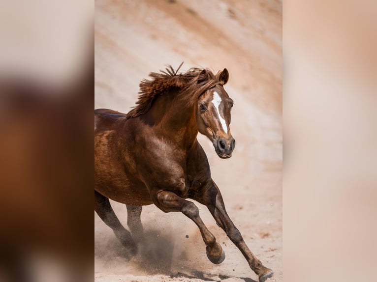 Galés B Caballo castrado 13 años 139 cm Alazán-tostado in Wahlstedt