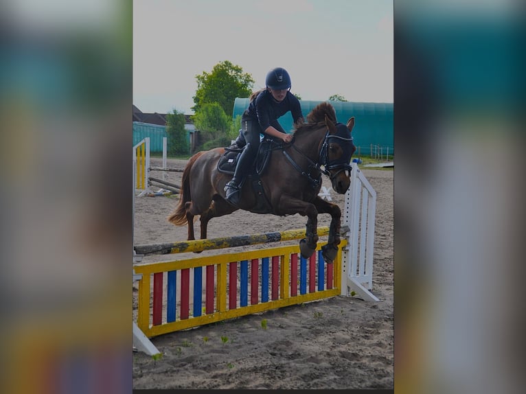 Galés B Caballo castrado 13 años 139 cm Alazán-tostado in Wahlstedt