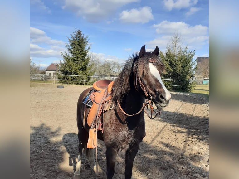 Galés B Caballo castrado 13 años Alazán-tostado in Worbis