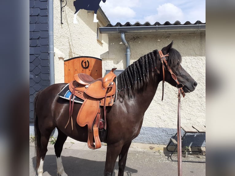 Galés B Caballo castrado 13 años Alazán-tostado in Worbis