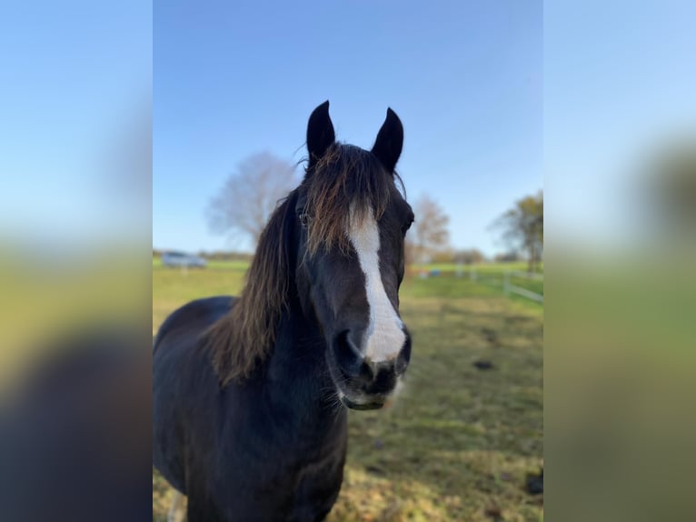 Galés B Caballo castrado 13 años Alazán-tostado in Worbis