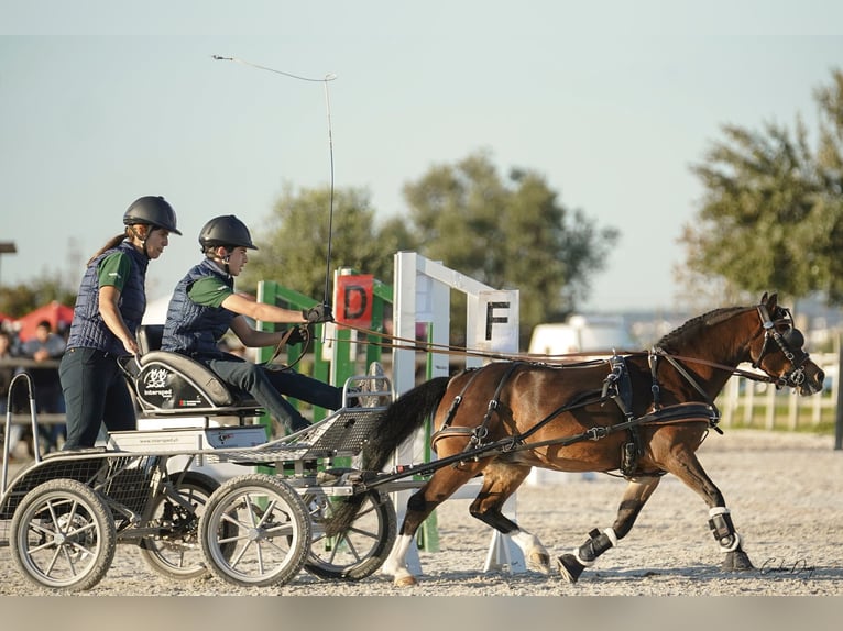 Galés B Caballo castrado 14 años 118 cm Castaño in Esposende