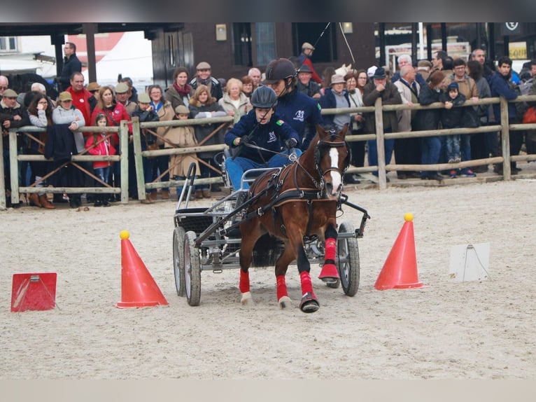 Galés B Caballo castrado 14 años 118 cm Castaño in Esposende