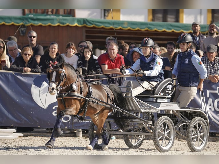 Galés B Caballo castrado 14 años 118 cm Castaño in Esposende