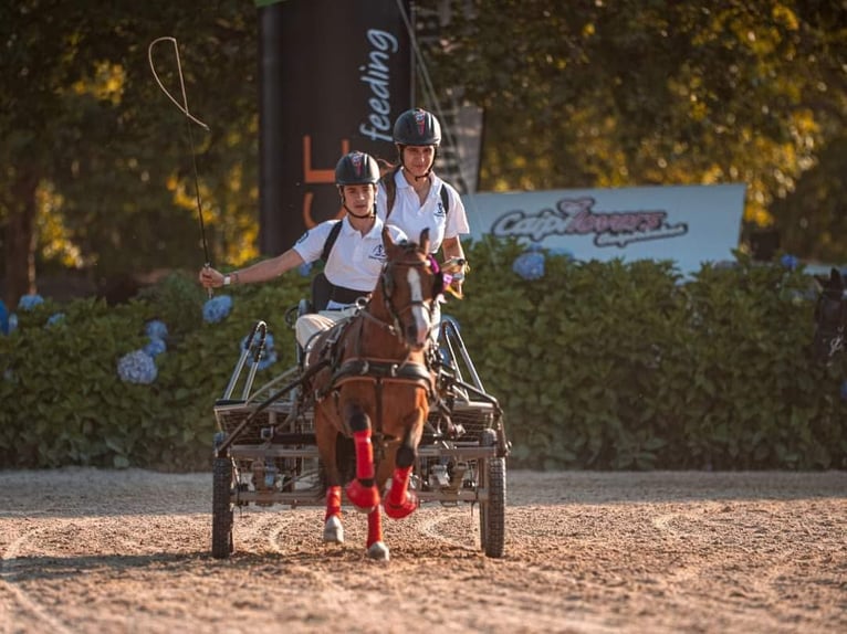 Galés B Caballo castrado 14 años 118 cm Castaño in Esposende