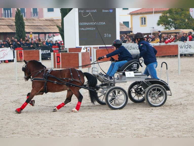 Galés B Caballo castrado 14 años 118 cm Castaño in Esposende