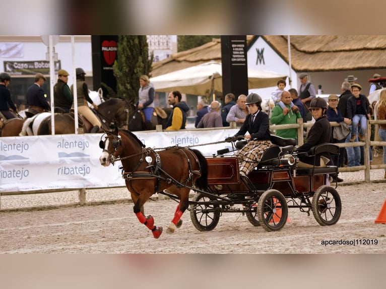 Galés B Caballo castrado 14 años 118 cm Castaño in Esposende