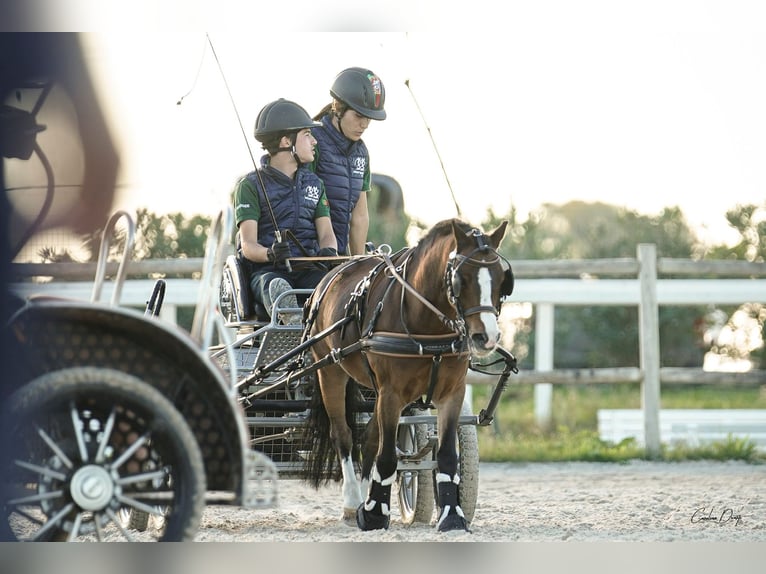 Galés B Caballo castrado 14 años 118 cm Castaño in Esposende