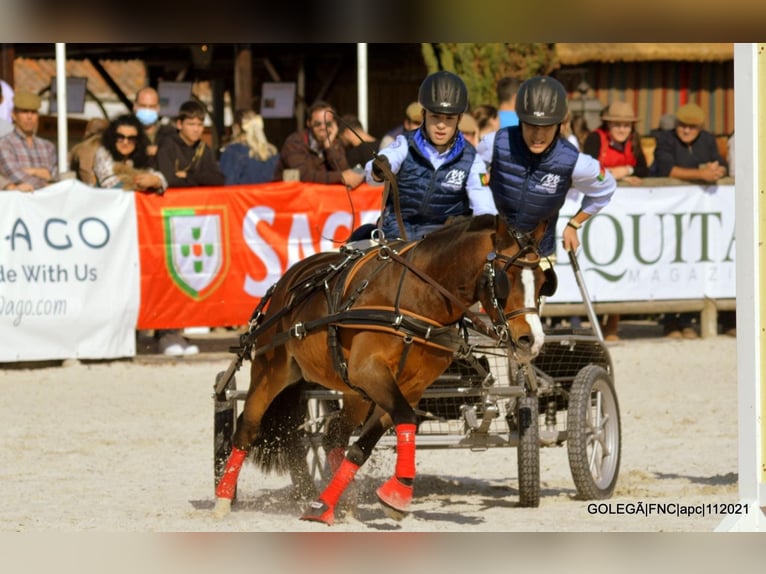 Galés B Caballo castrado 14 años 118 cm Castaño in Esposende