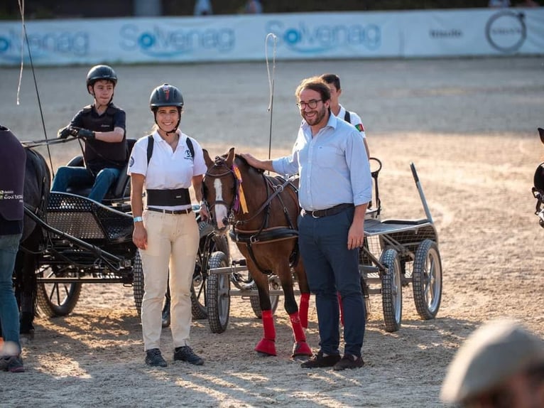 Galés B Caballo castrado 14 años 118 cm Castaño in Esposende