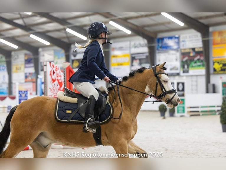 Galés B Caballo castrado 14 años 123 cm Cremello in Harkema