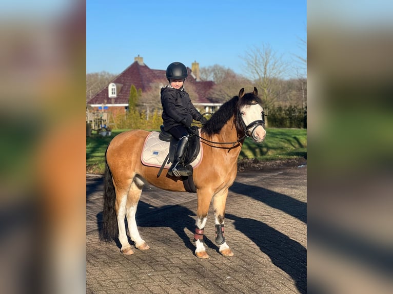 Galés B Caballo castrado 14 años 123 cm Cremello in Harkema