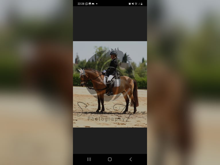 Galés B Mestizo Caballo castrado 14 años 125 cm Castaño in Gava