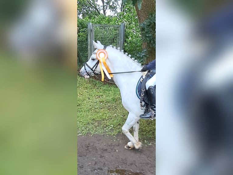 Galés B Caballo castrado 14 años 125 cm Tordo rodado in Hattstedt