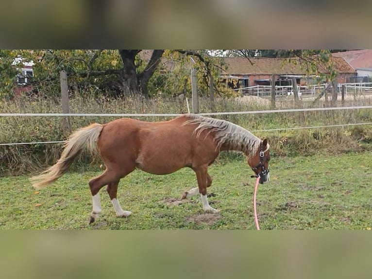 Galés B Caballo castrado 14 años 128 cm Alazán in Suhlendorf