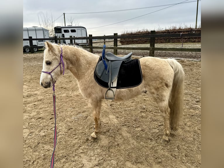 Galés B Caballo castrado 14 años 130 cm Palomino in Daleiden