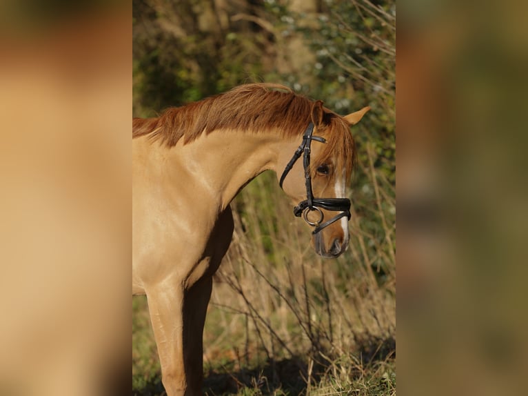 Galés B Caballo castrado 14 años 131 cm Alazán in Heemskerk