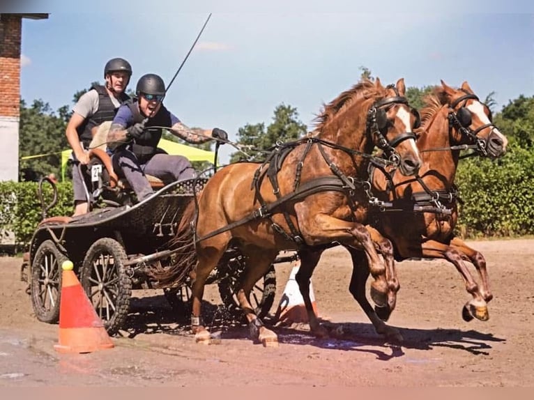 Galés B Caballo castrado 14 años 131 cm Alazán in Heemskerk