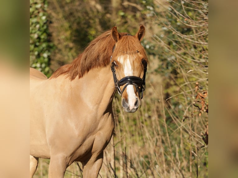 Galés B Caballo castrado 14 años 131 cm Alazán in Heemskerk