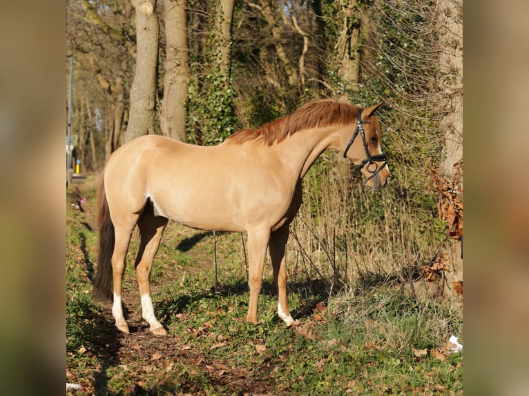 Galés B Caballo castrado 14 años 131 cm Alazán in Heemskerk