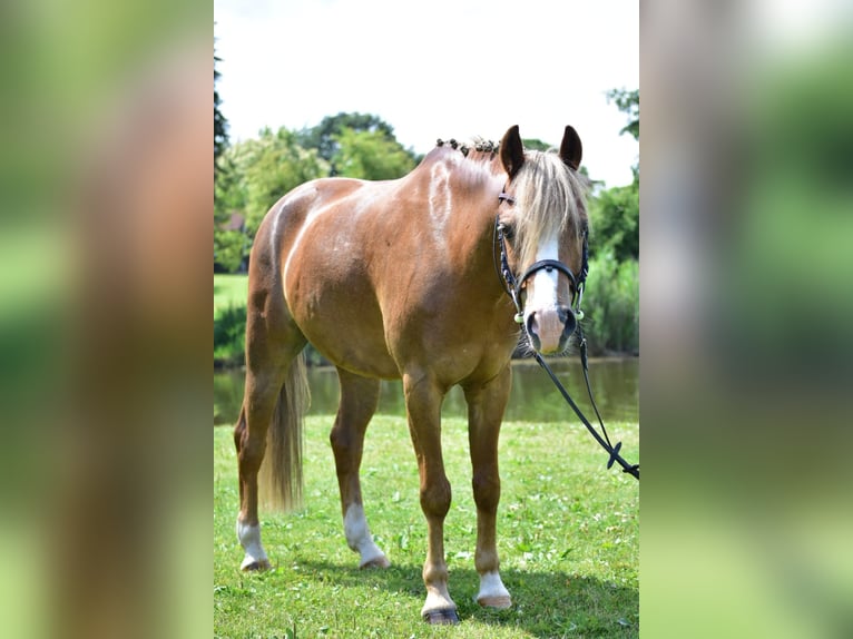 Galés B Caballo castrado 14 años 138 cm Alazán in Klein Wittensee