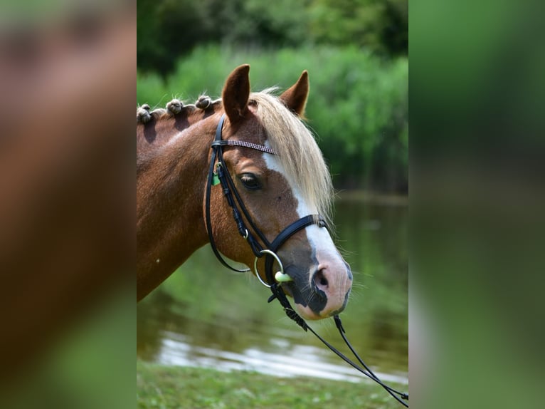 Galés B Caballo castrado 14 años 138 cm Alazán in Klein Wittensee