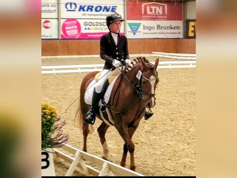 Galés B Caballo castrado 14 años 140 cm Alazán in Dörpen
