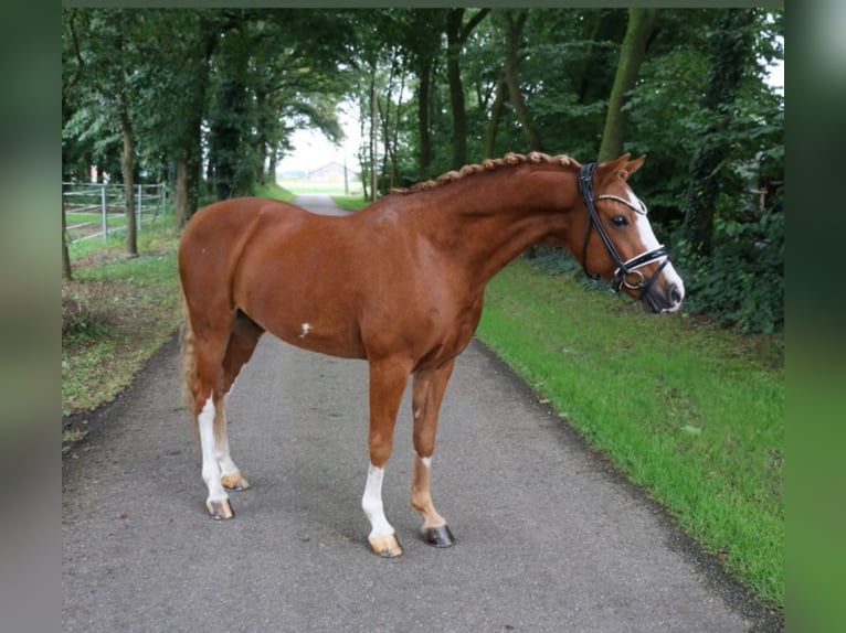 Galés B Caballo castrado 14 años 145 cm Alazán in Westoverledingen