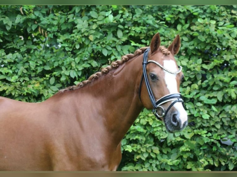 Galés B Caballo castrado 14 años 145 cm Alazán in Westoverledingen