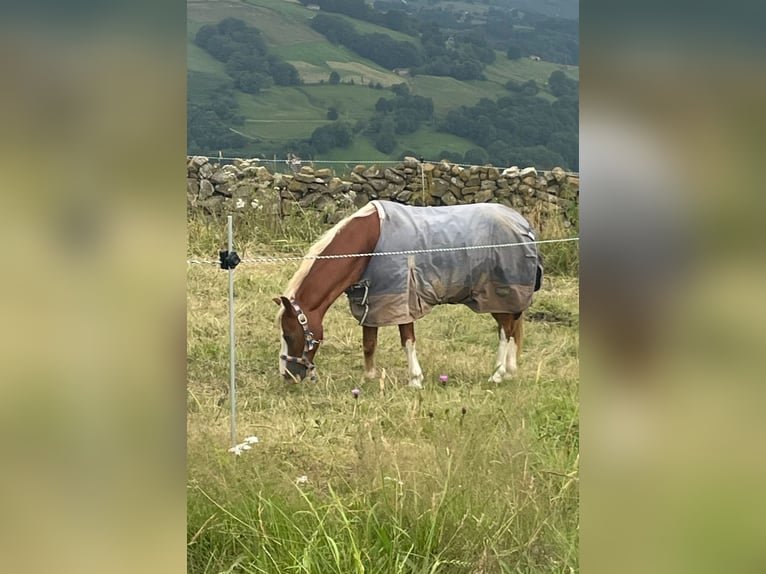 Galés B Caballo castrado 15 años 117 cm in Fortuna