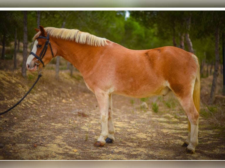 Galés B Caballo castrado 15 años 117 cm in Fortuna